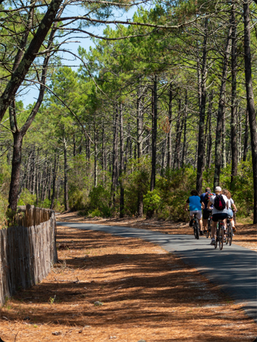 Groupe de cyclistes sur une piste cyclable entourée de pins dans une forêt.